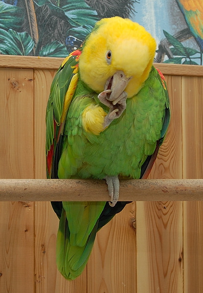 http://pretty-parrots.com/images/Double%20yellow.jpg