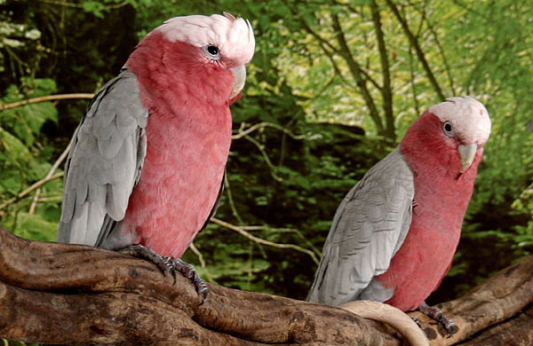 http://pretty-parrots.com/images/Galah.jpg